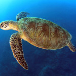 green turtle swimming,great barrier reef, cairns, queensland, au