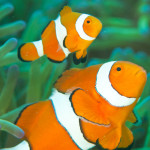 Pair of Clownfish