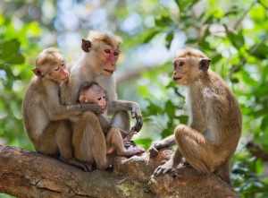 Family of monkeys sitting in a tree. Funny picture. Sri Lanka. An excellent illustration